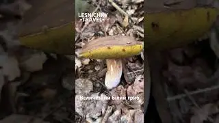 Величезний білий гриб виріс біля будинку