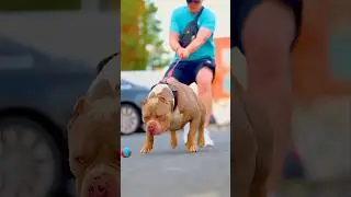 Amazing Pitbull Dog Transformation| 
