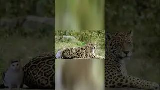 Как Мясо ЯГУАРА помогала ИНДЕЙЦАМ ПОБЕЖДАТЬ?! 
