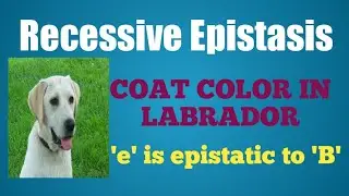 #epistasis,#recessiveepistasis,#epistasislabrador. Recessive Epistasis in Labrador.