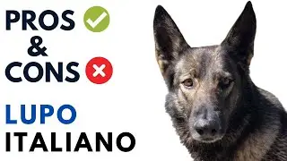 Lupo Italiano Pros and Cons | Italian wolf Dog  Advantages and Disadvantages