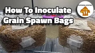 How To Inoculate Grain Spawn Bags