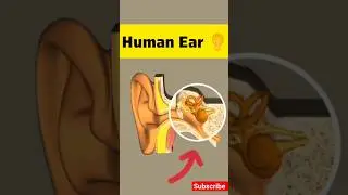 Human Ear 3d👂#anatomy  #shortvideo #ytshorts #youtubeshorts