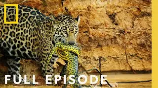 Jungles: Survival of the Fittest (Full Episode) | Hostile Planet