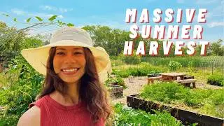 Massive Garden Harvest | August Garden Tour