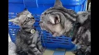 🐈 Mommy don't swear! 😺 A compilation of funny cats and kittens for a good mood! 😻