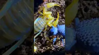 scorpion vs beetle