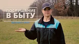 ЭКСПРЕСС - КУРС  «Послушание в быту»