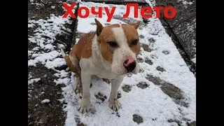 Зимний будни Амстаффа, пришел холод прячемся,  какая собака круче ???