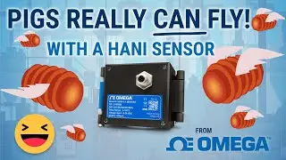 Pigs CAN Fly.... With a HANI Sensor from Omega!