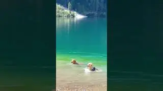 Two dogs 🐕 🐕 swimming in the river#55kviral#shorts