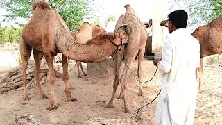 Camel Drinking Water well Camel by Thar