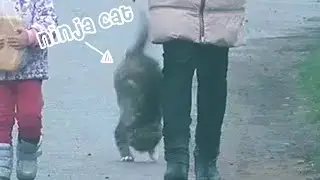 Ninja Cat Doing Cool Backflip