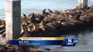 California Condors thrive in Big Sur while sea lions struggle