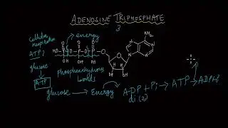 The Role of ATP | Respiration | Life Sciences | Khan Academy