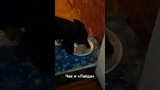 Корм для собак Лайда «Сочные кусочки мяса с говядиной», октябрь 2023г