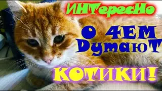 О чем ДУМАЕТ и ПЕРЕЖИВАЕТ ваш КОТИК!