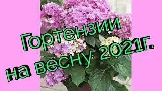 Сорта Гортензий на весну 2021г.Мой заказ.