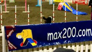 Malu y Storm standard agility Ky. 2011.