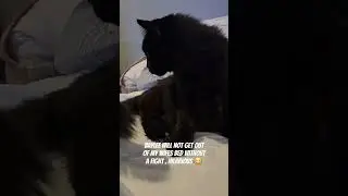 Cat Attacks the Hand that Feeds Him #shortsvideo #viral #cats