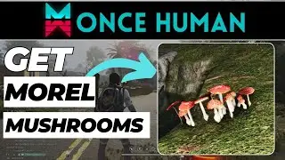 How to Get Morel Mushrooms in Once Human (2024 Updated)