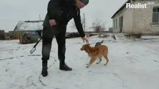 Приют домашних животных в Деремезна