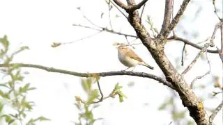 pouillot de bonelli