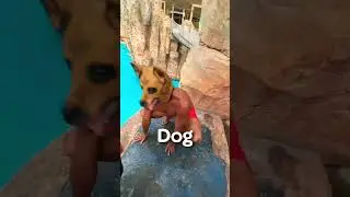 How do different animals 🐱🐶🦥 cliff jump in water park? 