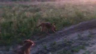 Русская гончая