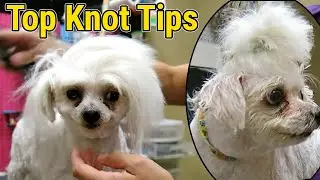 Cutest Dog Top Knot Dog Grooming