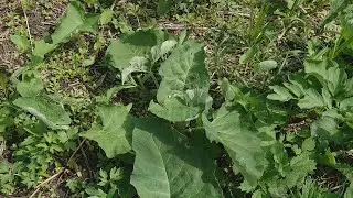 Готовим майские корни лопуха и малосолим побеги иван-чая.