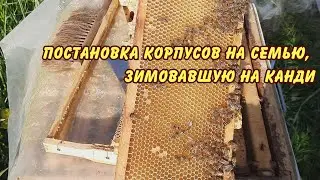 пчеловодство, постановка корпусов на семью зимовавшую на канди