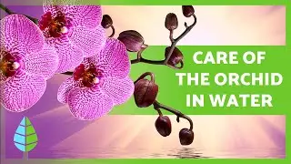 How to GROW ORCHIDS in WATER 🌸 (Care, Fertilizer, and Propagation)