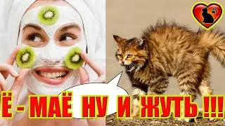 Чего Боятся Кошки и Коты!? Причины Страхов?