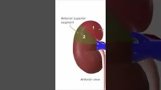 What are the 5 Segments of the Kidney? 🧐 #lecturio #usmleprep