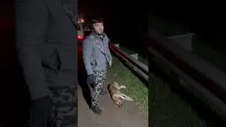 Спасаем животных от машин на трассах 🙏