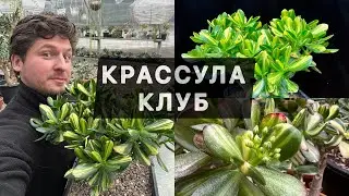 ВСТУПАЙТЕ В КРАССУЛА КЛУБ ВКОНТАКТЕ!