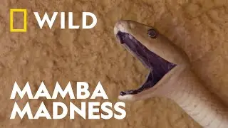 Rescuing the Dangerous Black Mamba | Snakes in the City | National Geographic WILD UK