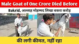 Male Goat of One Crore Died Before Bakrid | अल्लाह मोहम्मद लिखा बकरा करोड़ की लगी कीमत, नहीं रहा