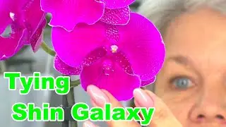 How to care for a new orchid after purchasing it. Orchid 