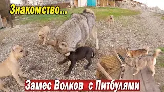 Опасное знакомство Волков с щенками Питбулями вышло из под контроля ! Замес Волков с Питбулями.