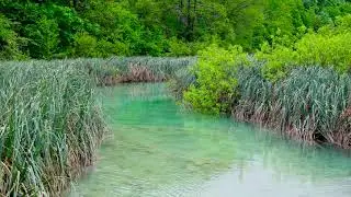 A Wonderful Stream with Forest Birds, Nature Sounds 4k. Calming Water Stream, Forest Birds Ambience.