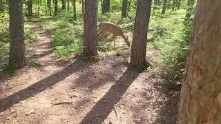 Friendly Deer