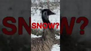 Do Emus Like Snow? ❄️ #shorts #emu