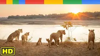 Rise of Luangwa Lion Pride in Africa - Nat Geo Wild Documentary HD