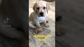 ЩЕНОК ЛАБРАДОРА ИГРАЕТ С МЯЧИКОМ