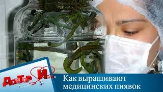 Как выращивают медицинских пиявок | Доктор И