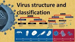 Virus structure and Classification : DNA and  RNA virus