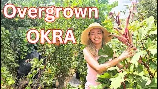 What to do with overgrown OKRA plants