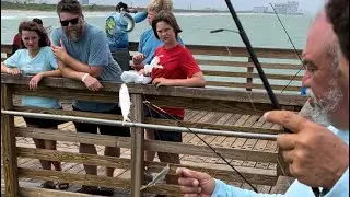 Fishing in Dania Beach Pier. Live bait. 🐟🐟🐟 #fishing #family #master #bait #video